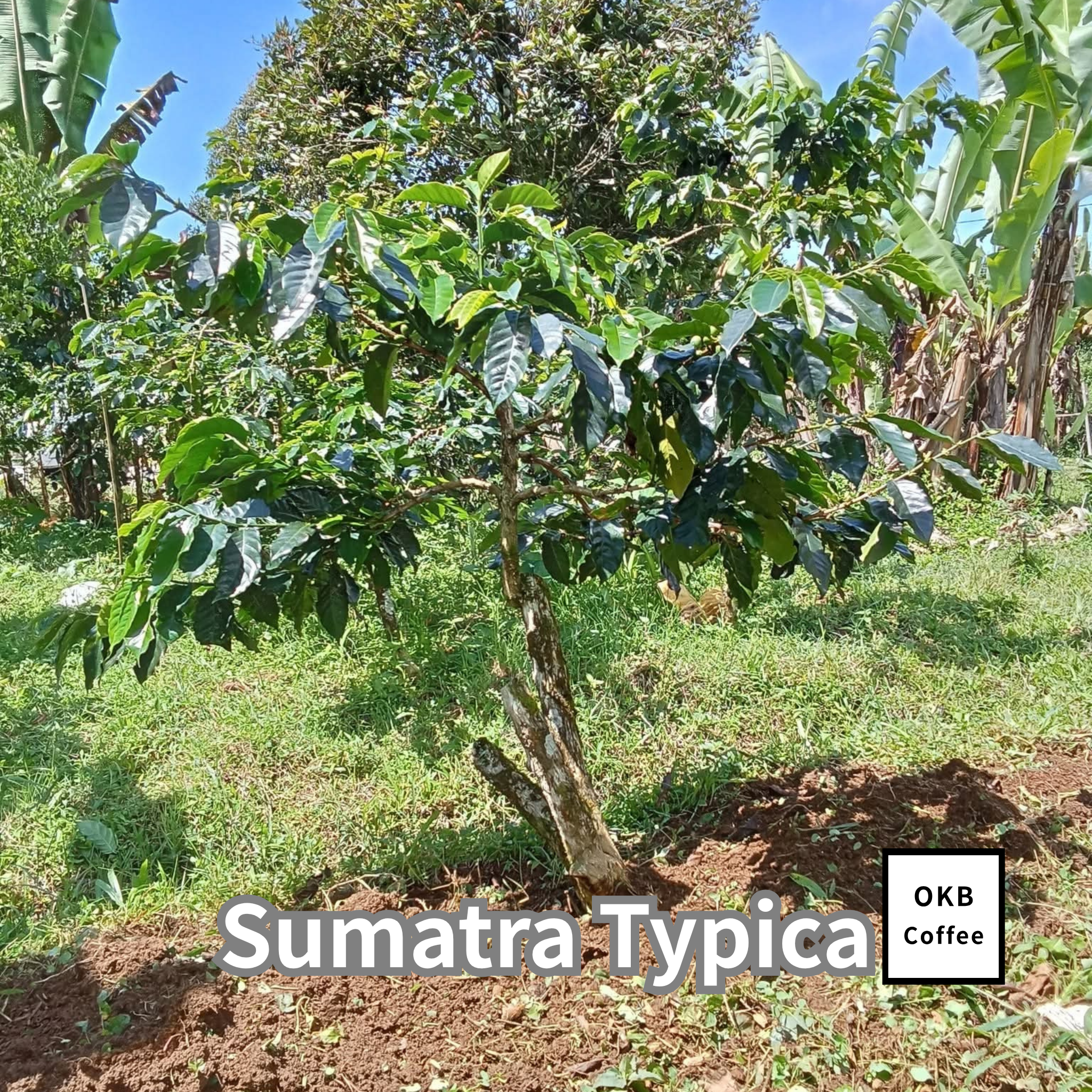 コーヒーの木の種子 スマトラティピカ品種 10粒