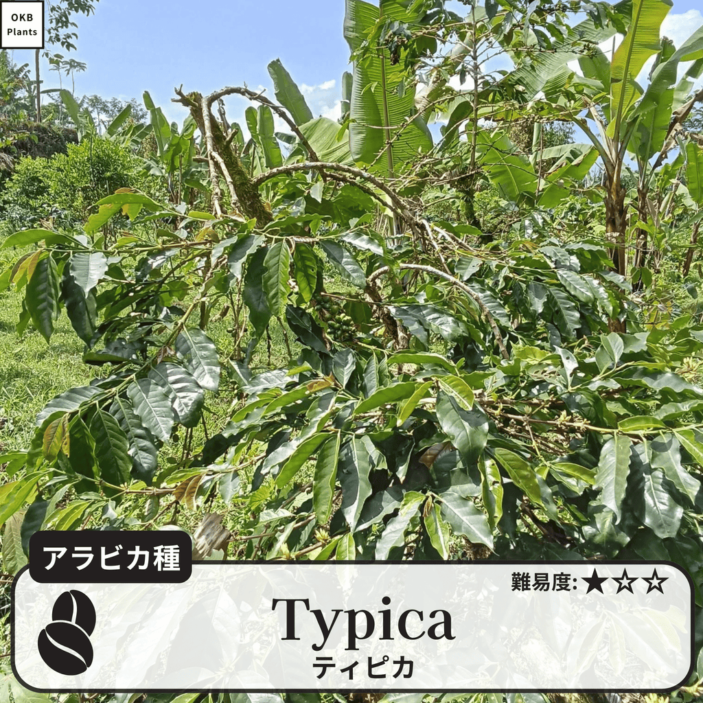 ティピカ品種(Typica) コーヒーの木の種子 10粒 – OKB Plants ティピカ品種(Typica) コーヒーの木の種子 10粒 – OKB Plants