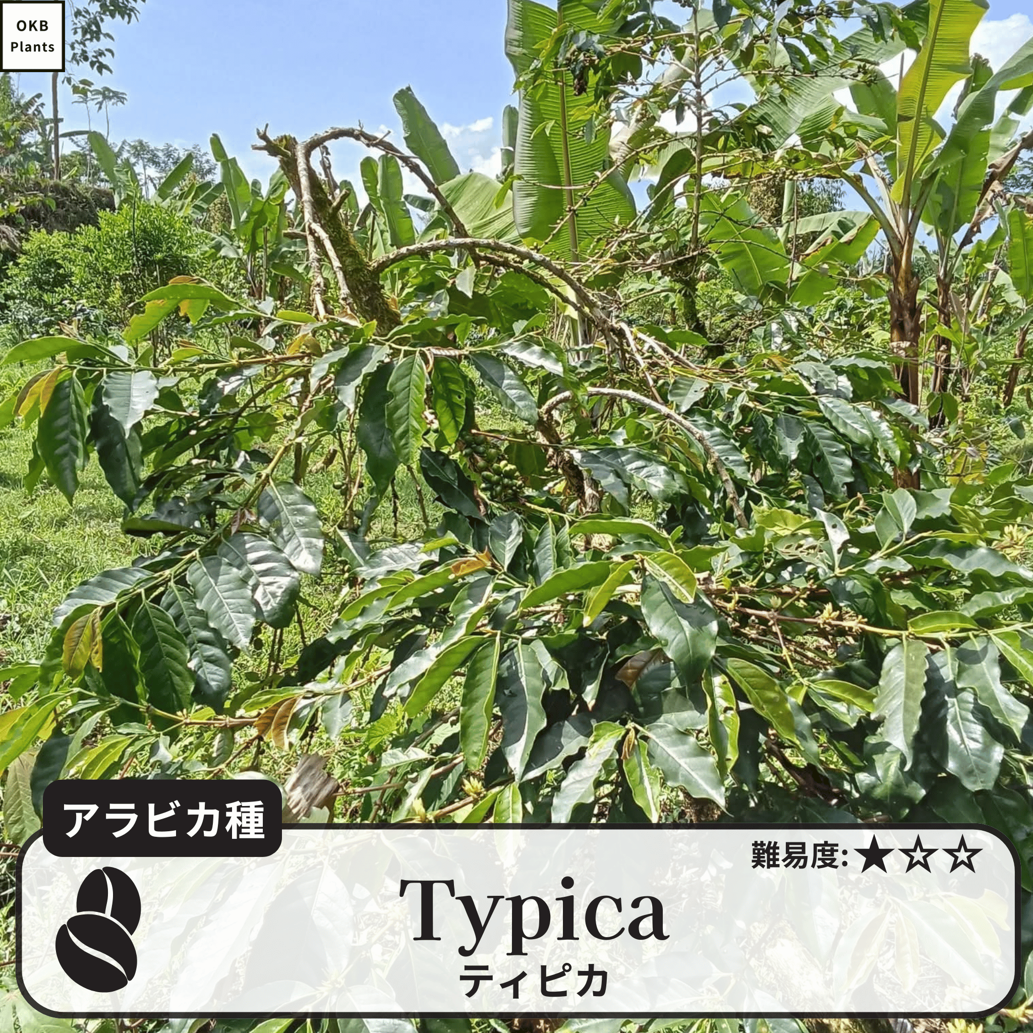 ティピカ(typica)の木