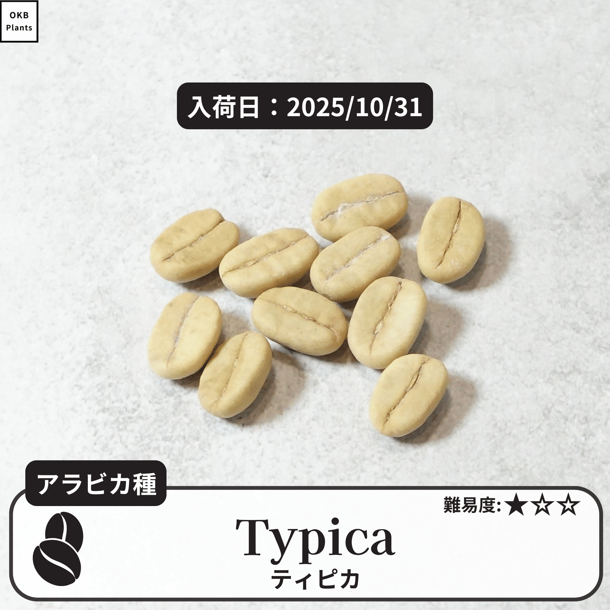 ティピカ品種(Typica) コーヒーの木の種子 10粒 – OKB Plants ティピカ品種(Typica) コーヒーの木の種子 10粒 – OKB Plants