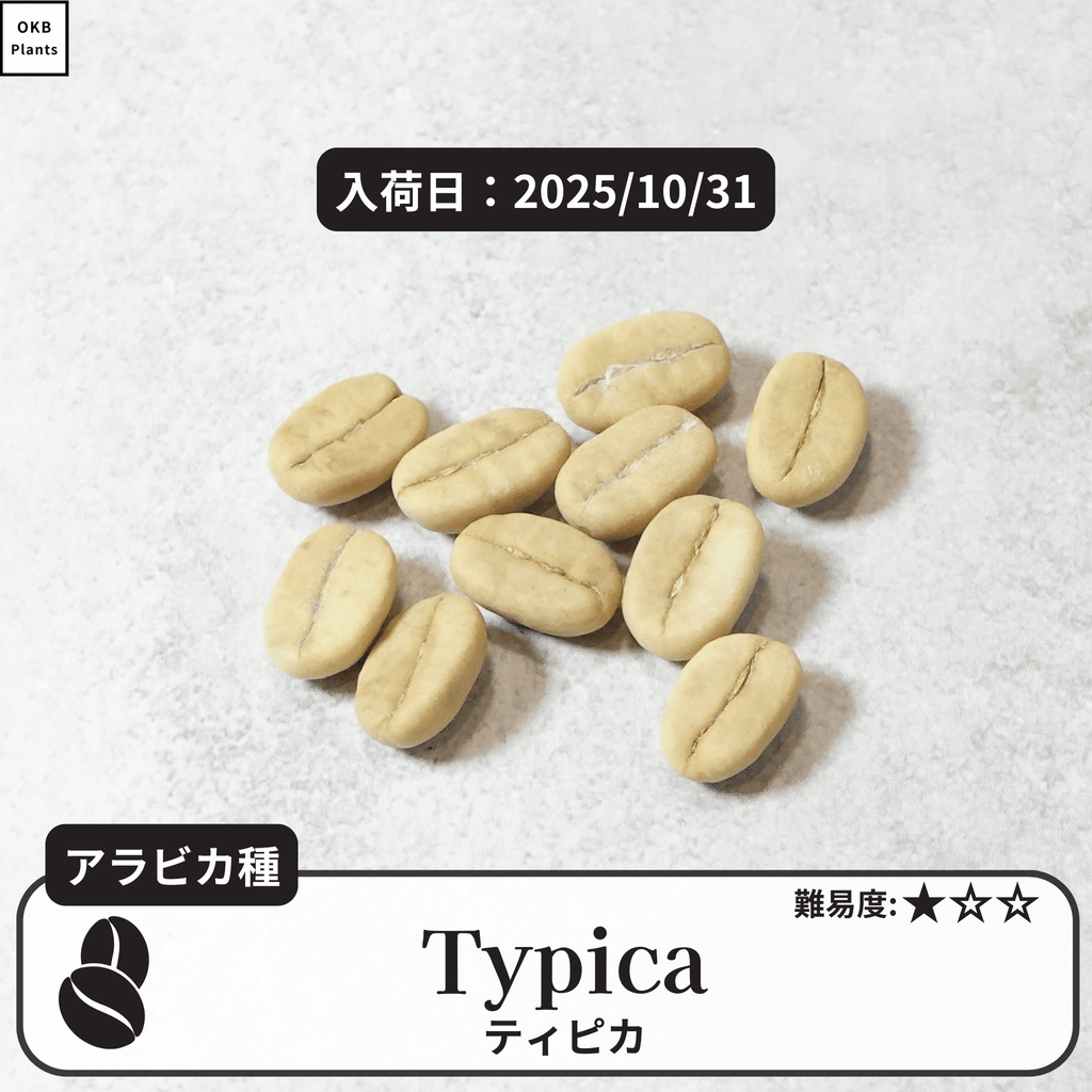 ティピカ(typica)の種子