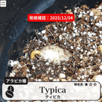 ティピカ(typica)の発根確認