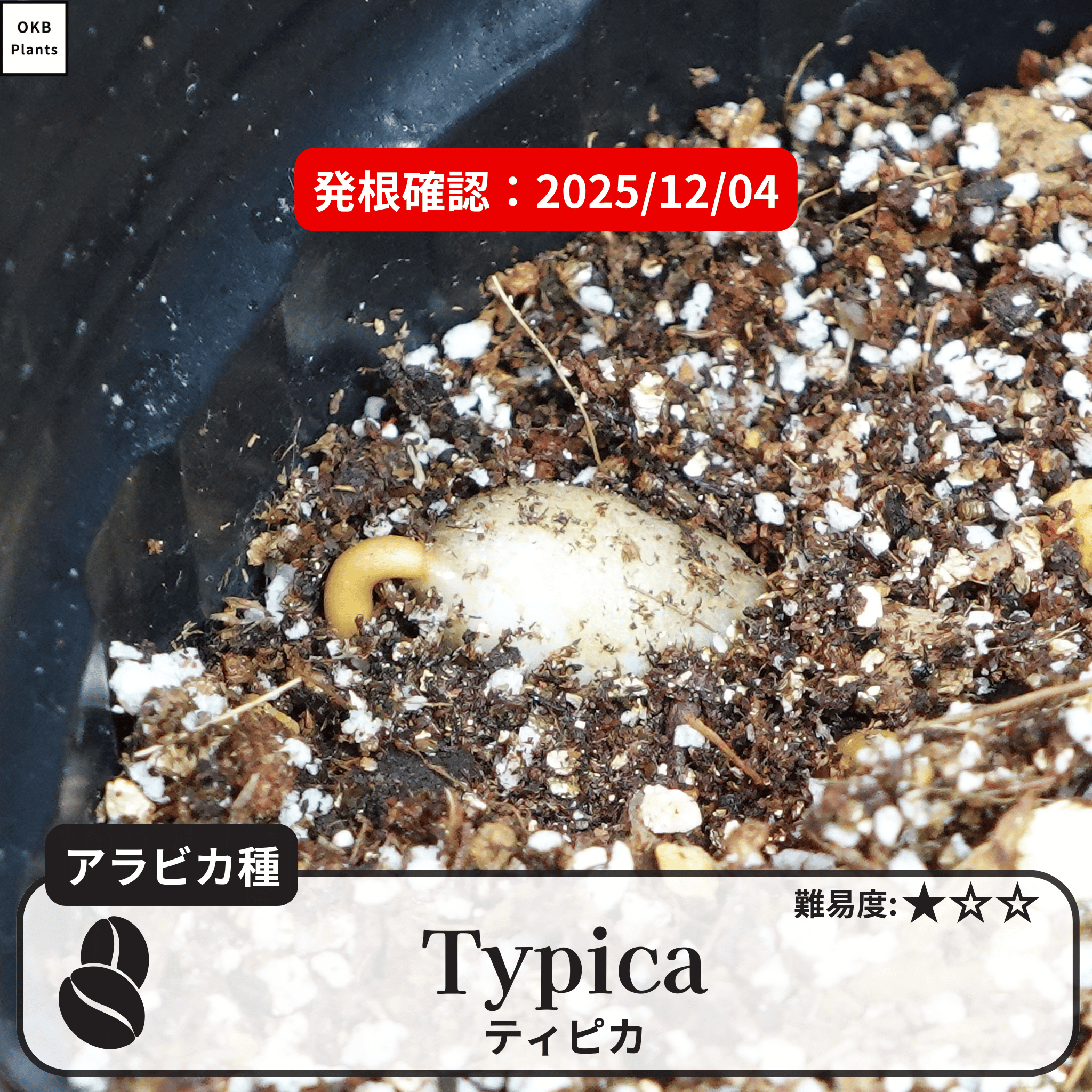 ティピカ(typica)の発根確認