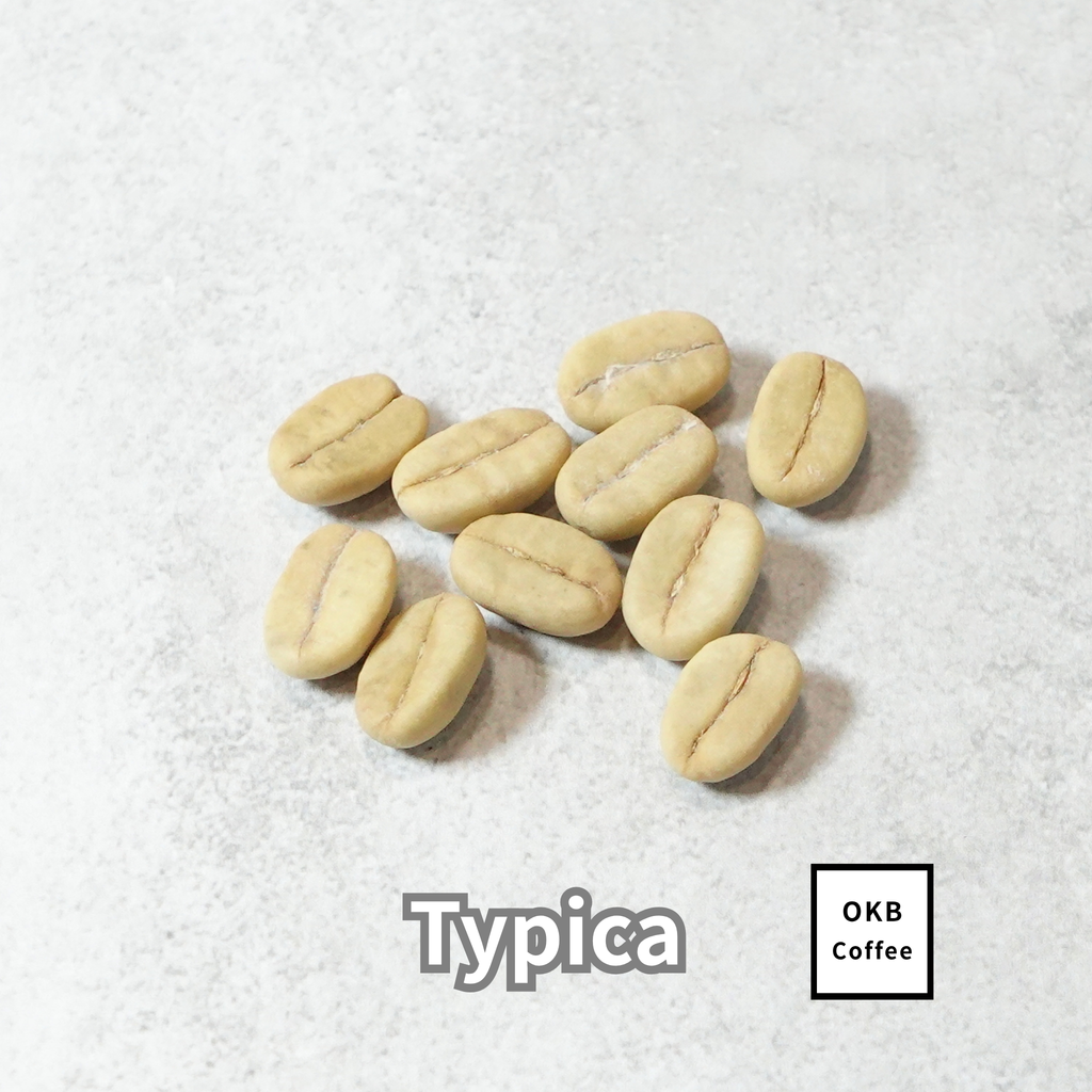 コーヒーの木の種子 ティピカ品種 10粒