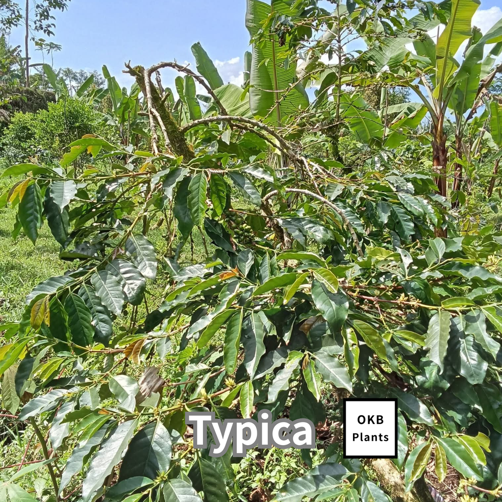 ティピカ品種 コーヒーの木の種子 10粒