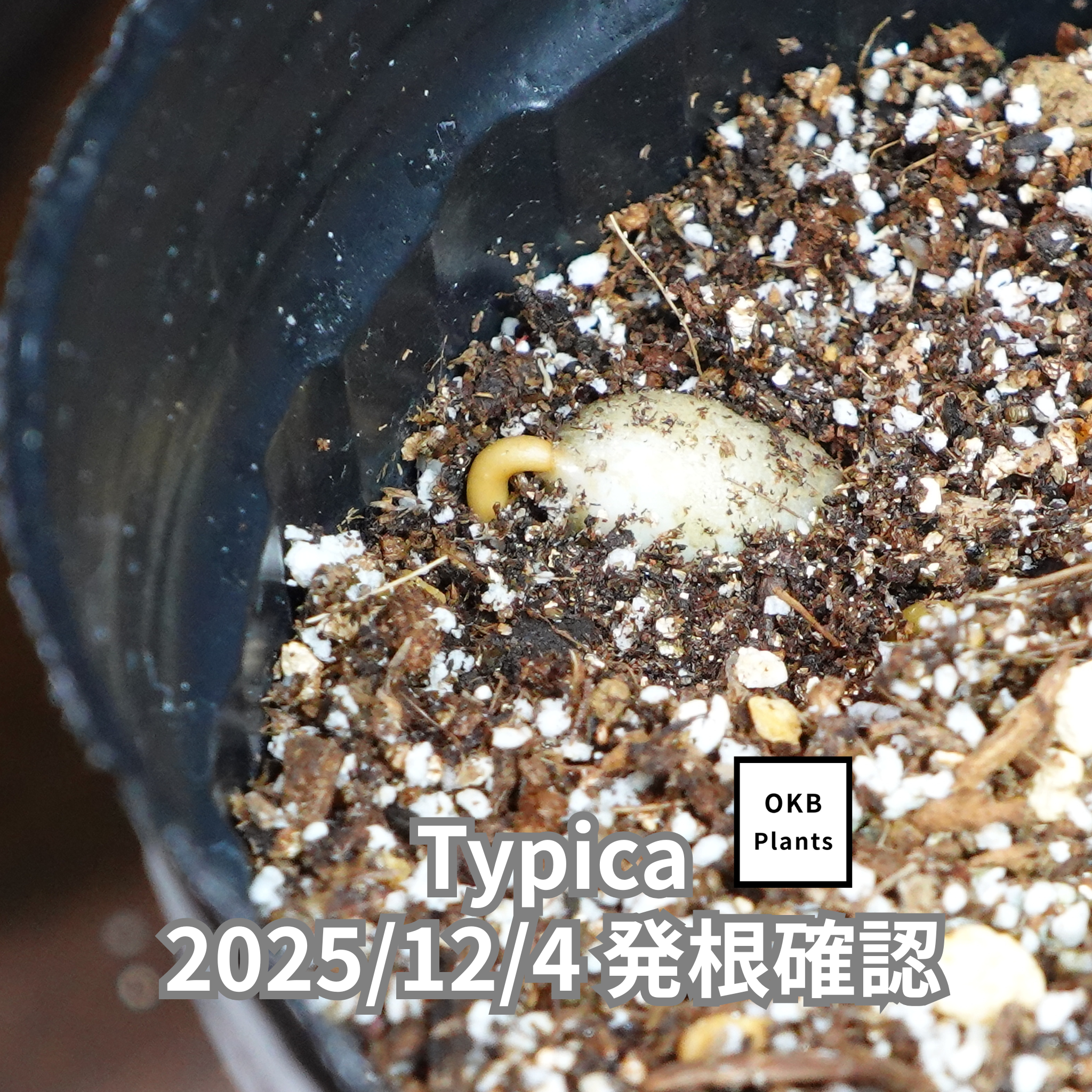 ティピカ品種(Typica) コーヒーの木の種子 10粒 – OKB Plants ティピカ品種(Typica) コーヒーの木の種子 10粒 – OKB Plants