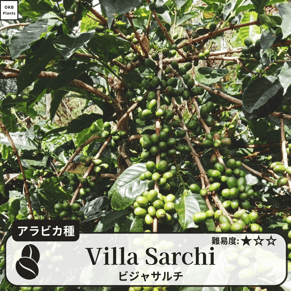 ビジャサルチ(villa sarchi)の木