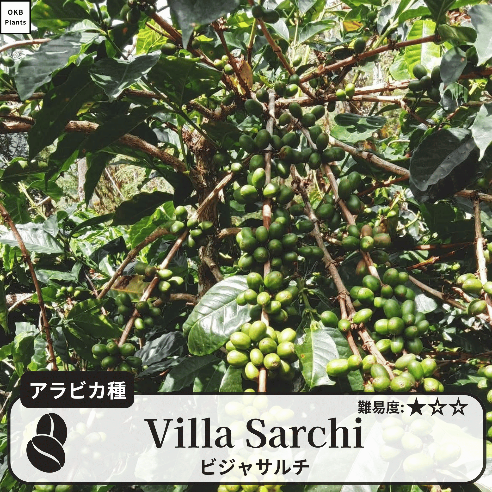 ビジャサルチ(villa sarchi)の木