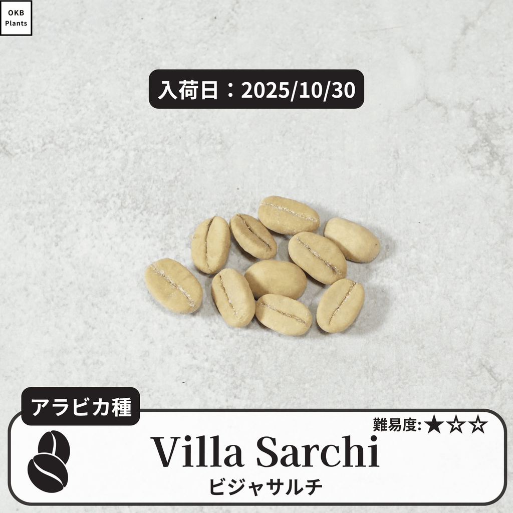 ビジャサルチ(villa sarchi)の種子