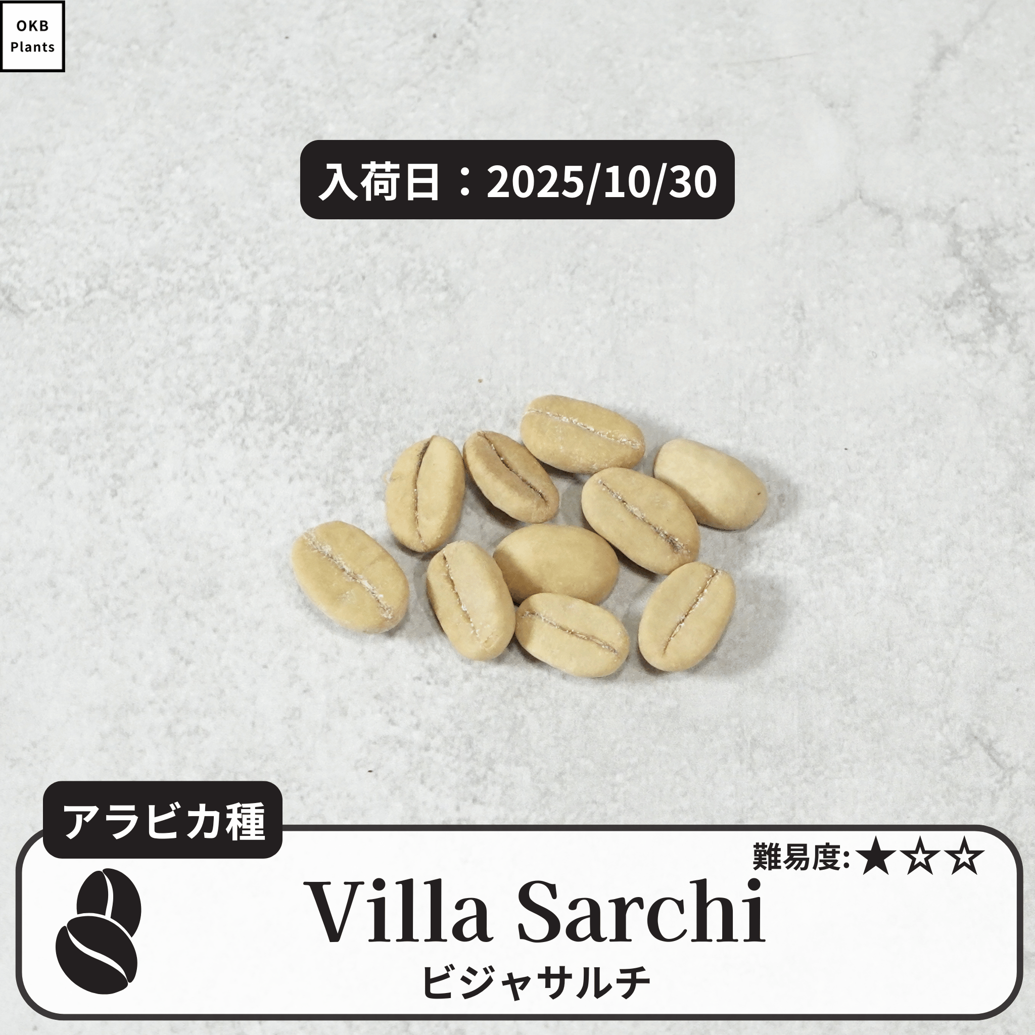 ビジャサルチ(villa sarchi)の種子