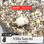 ビジャサルチ(villa sarchi)の発根確認