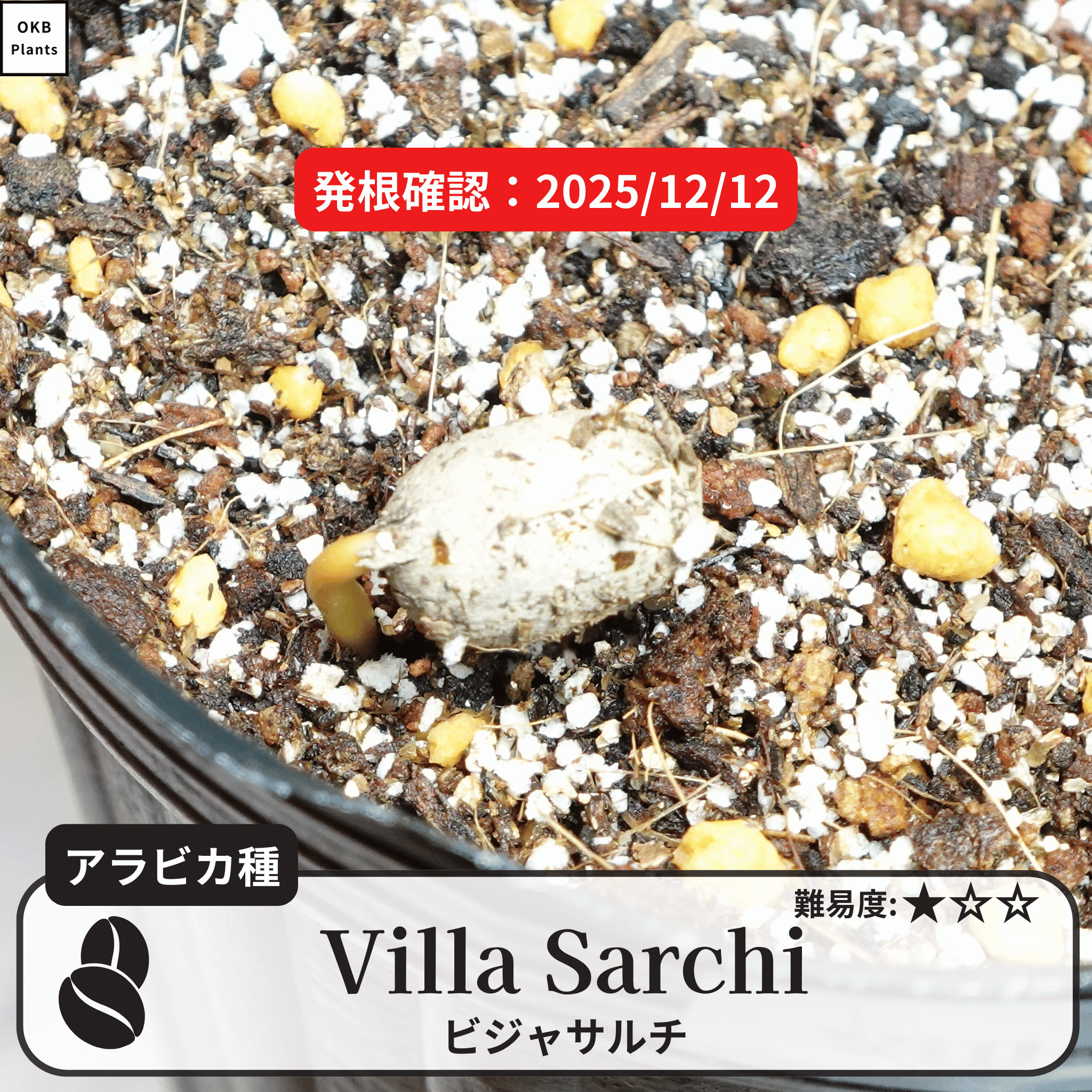 ビジャサルチ(villa sarchi)の発根確認
