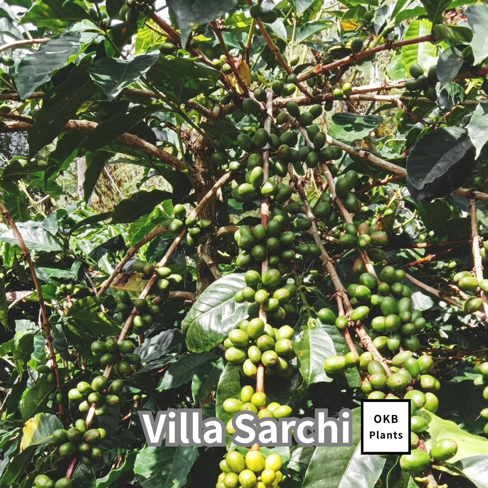 ビジャサルチ品種 コーヒーの木の種子 10粒