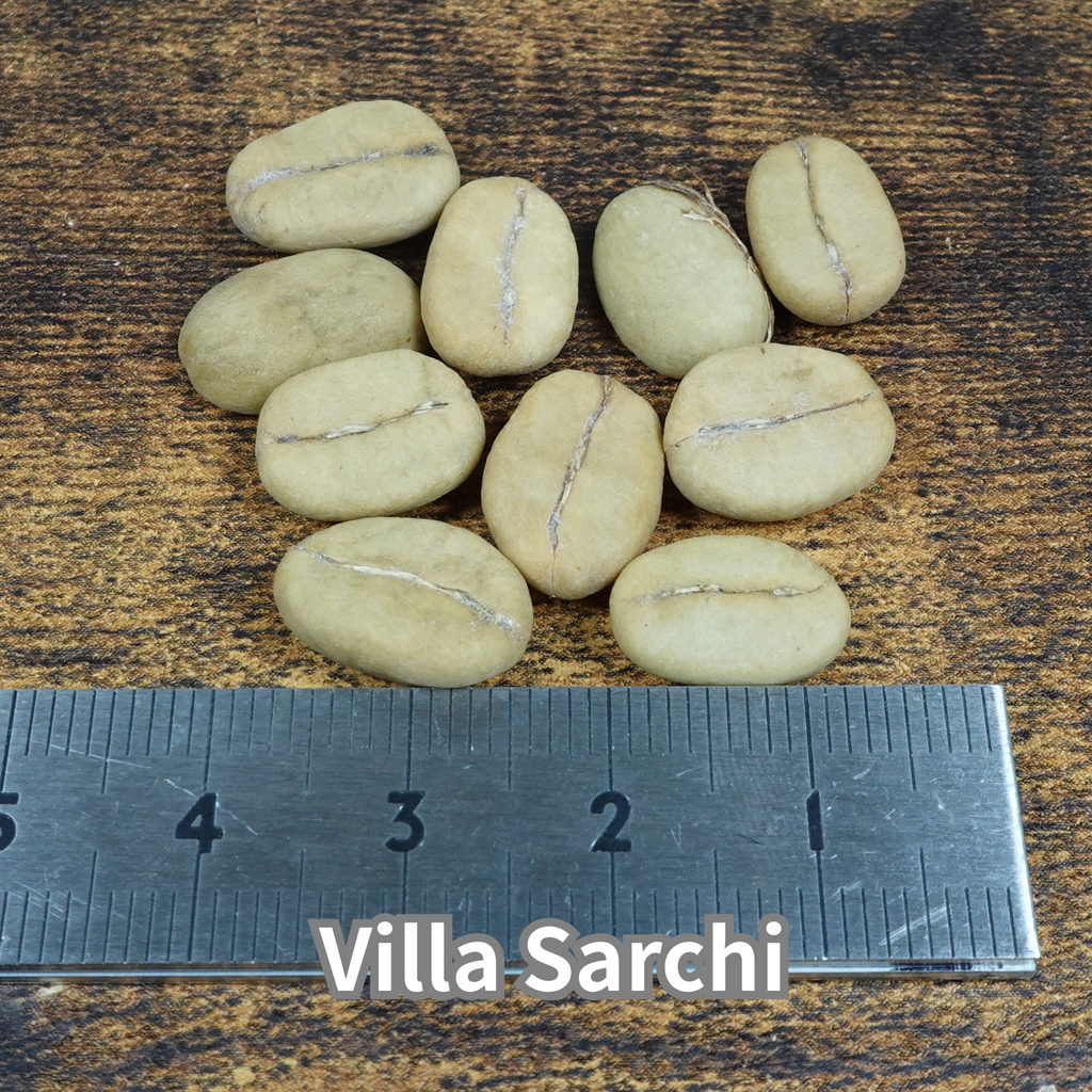 コーヒーの木の種子 ビジャサルチ品種 10粒