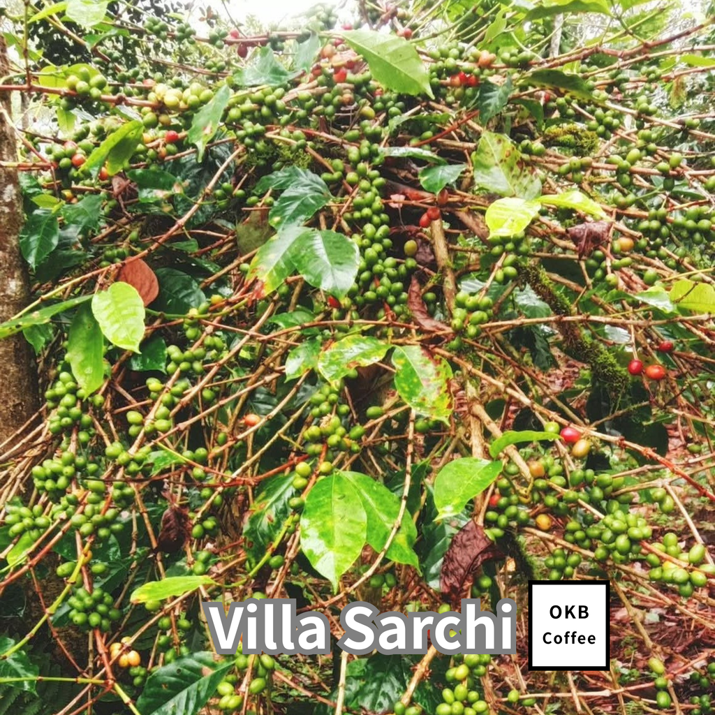 コーヒーの木の種子 ビジャサルチ品種 10粒