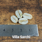 コーヒーの木の種子 ビジャサルチ品種 10粒