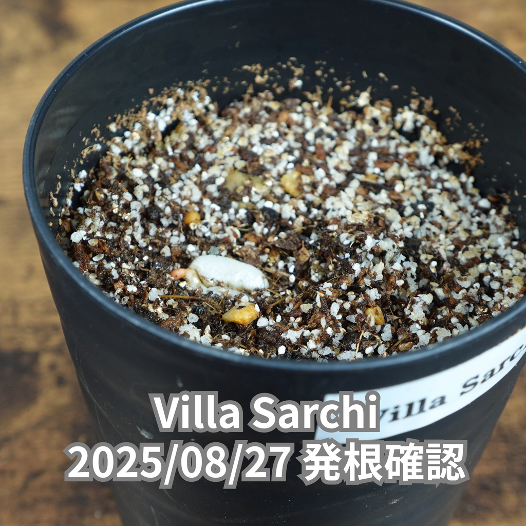 コーヒーの木の種子 ビジャサルチ品種 10粒