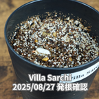 コーヒーの木の種子 ビジャサルチ品種 10粒