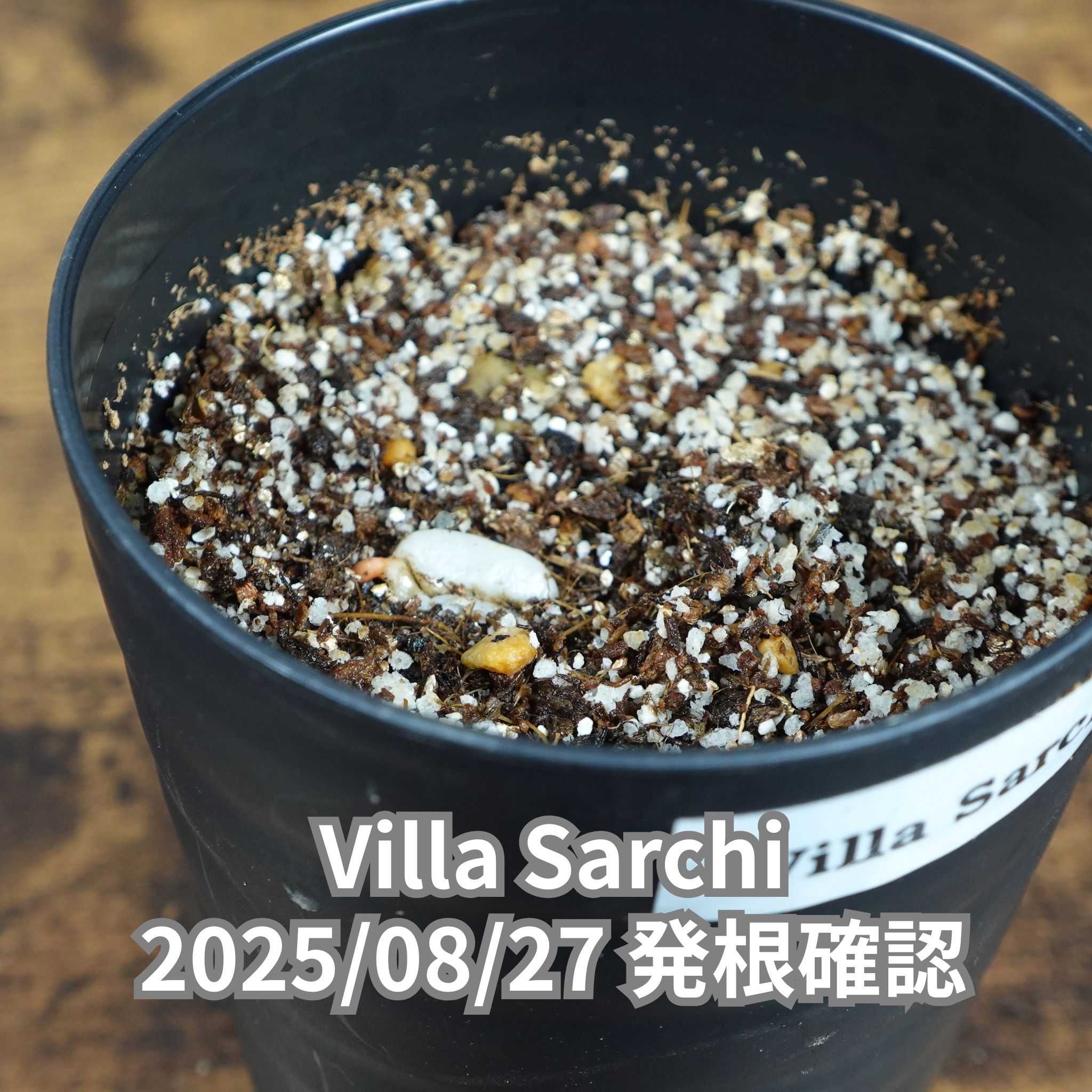 コーヒーの木の種子 ビジャサルチ品種 10粒