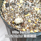 ビジャサルチ品種 コーヒーの木の種子 10粒