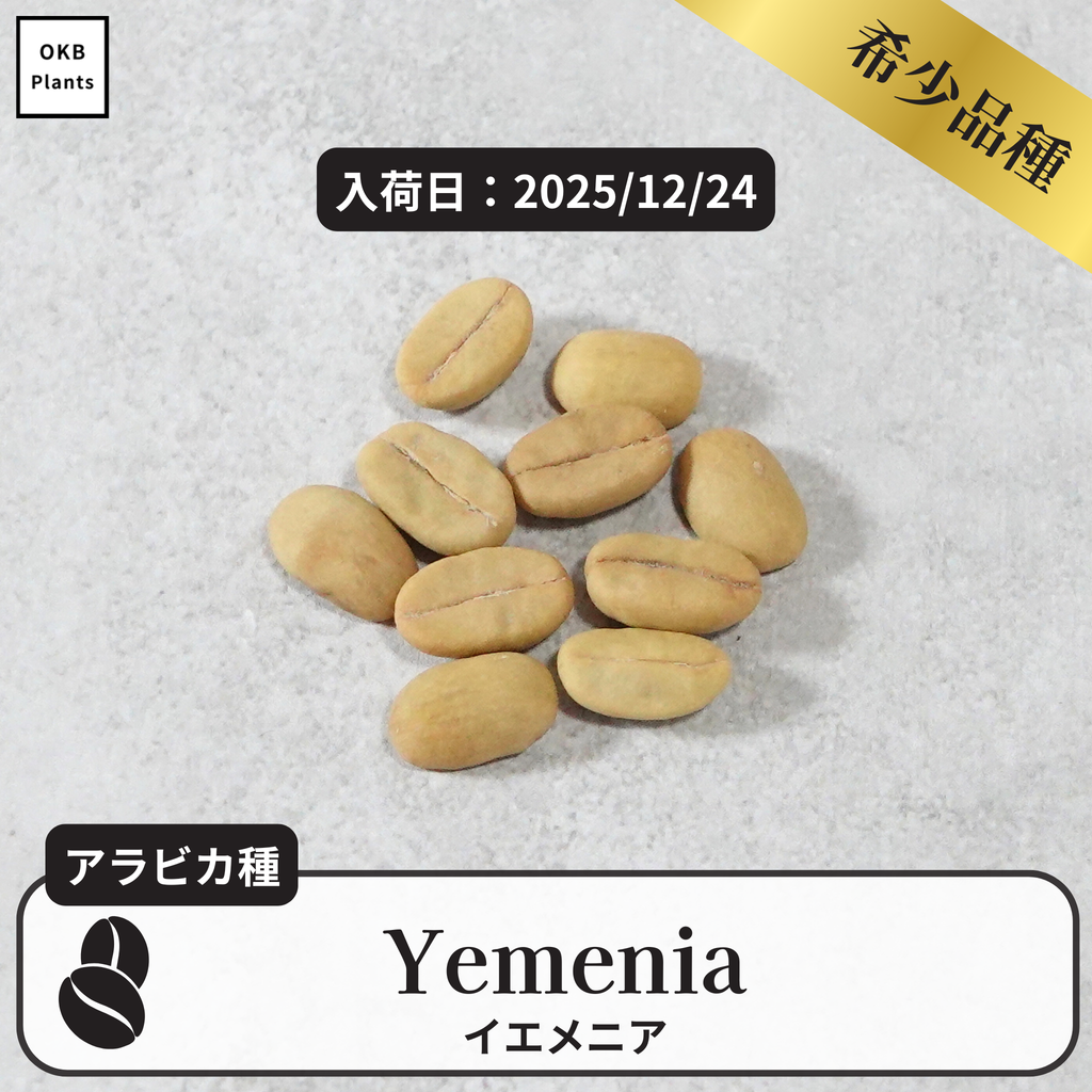 イエメニア(yemenia)の種子