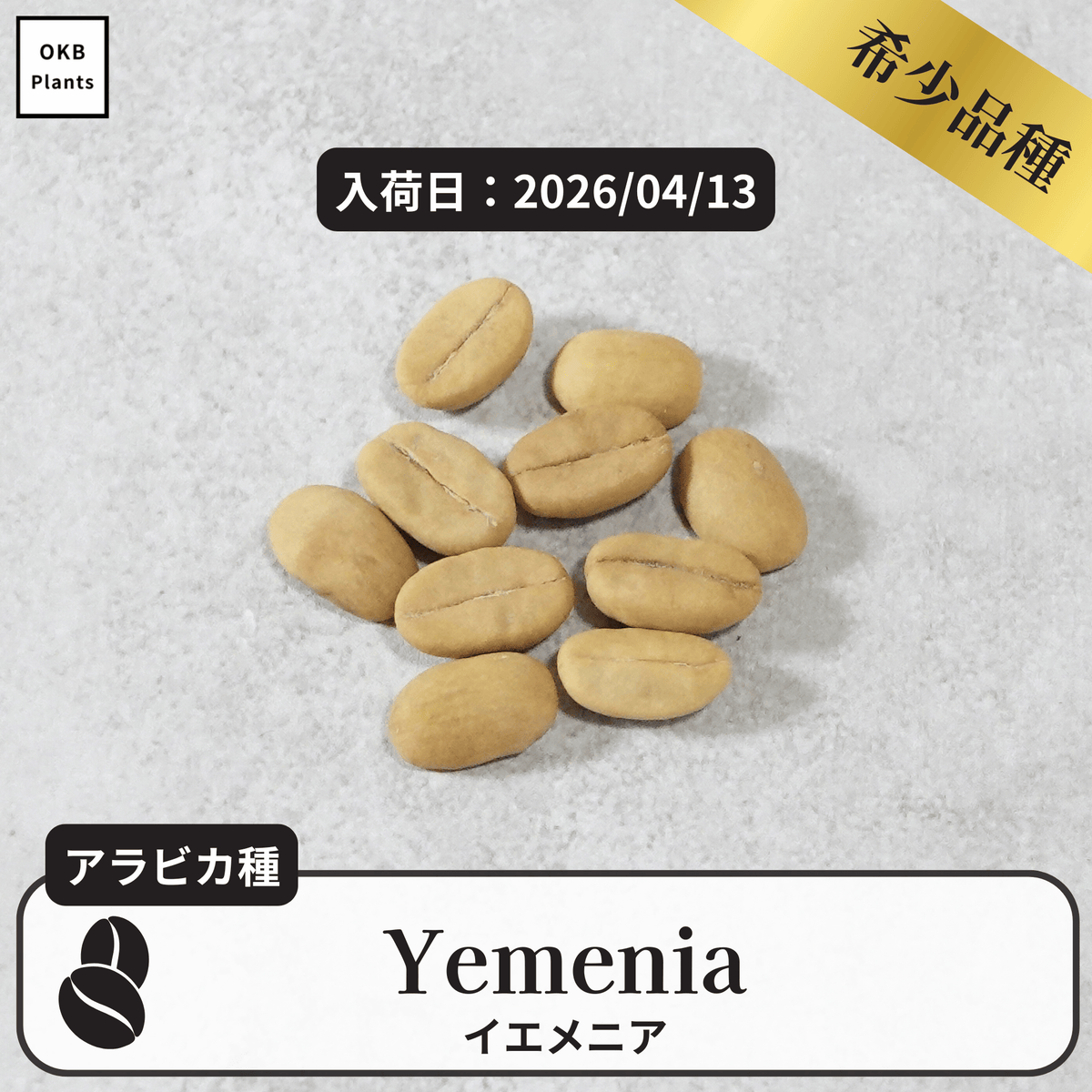 アラモサ品種 コーヒーの木の種子 10粒 – OKB Plants