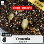 イエメニア(yemenia)の発根確認