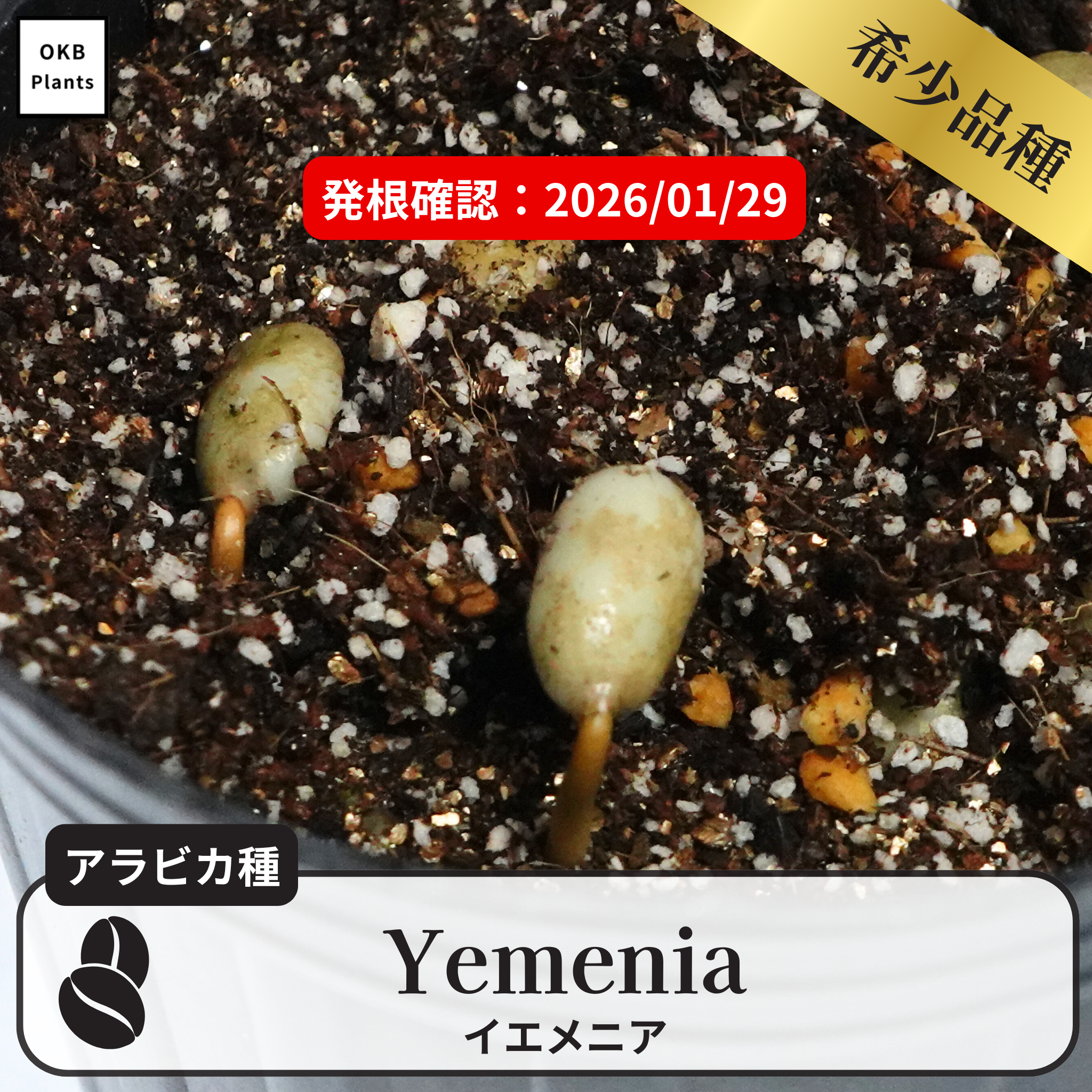 イエメニア(yemenia)の発根確認