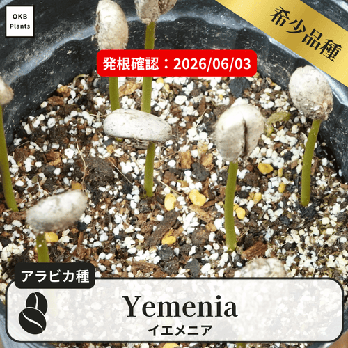 イエメニア(yemenia)の発根確認