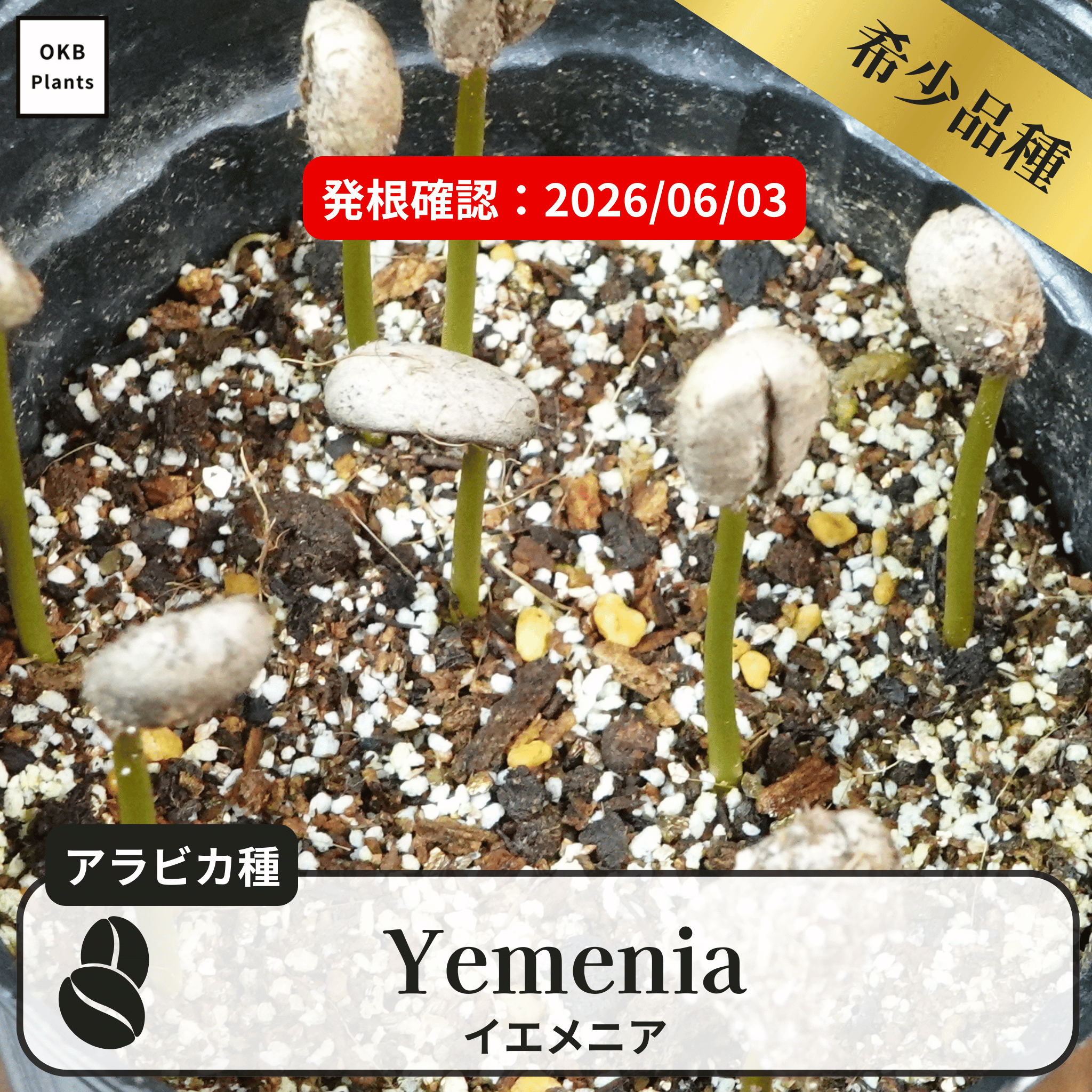 イエメニア(yemenia)の発根確認
