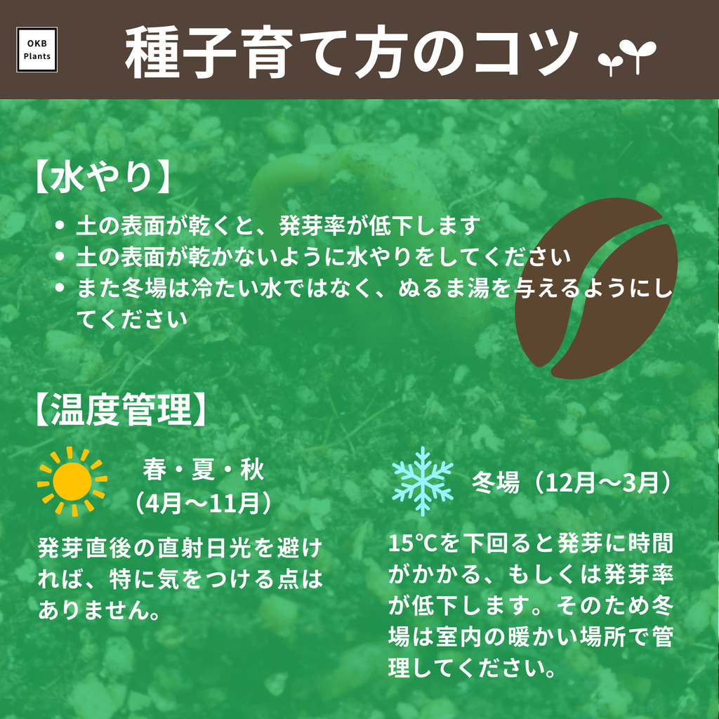 コーヒーの木栽培キット (種子, ポット, 鉢底網, 土入り)