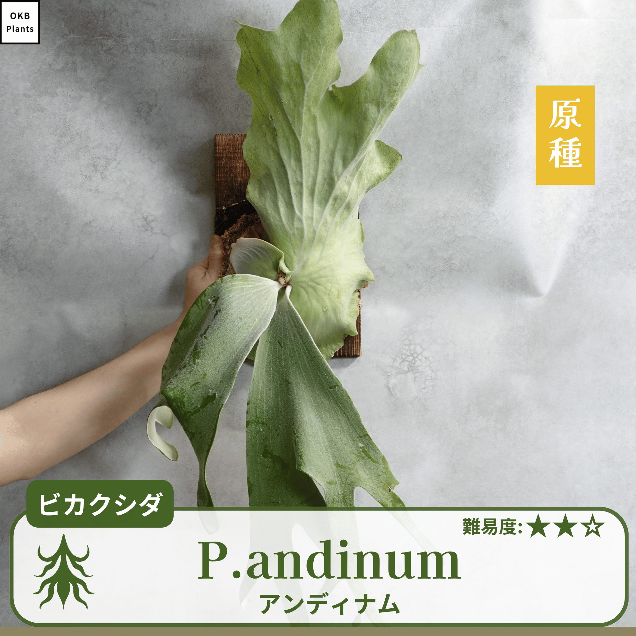 アンディナム ビカクシダの胞子  0.25ml