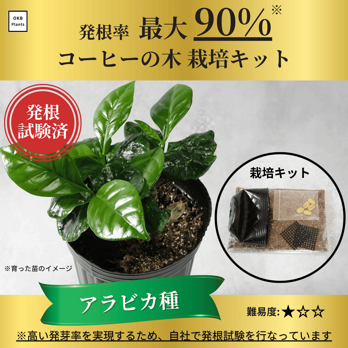 最大発根率90% コーヒーの木栽培キット (種子, ポット, 底網, 土 最大発根率90% コーヒーの木栽培キット (種子, ポット, 底網, 土