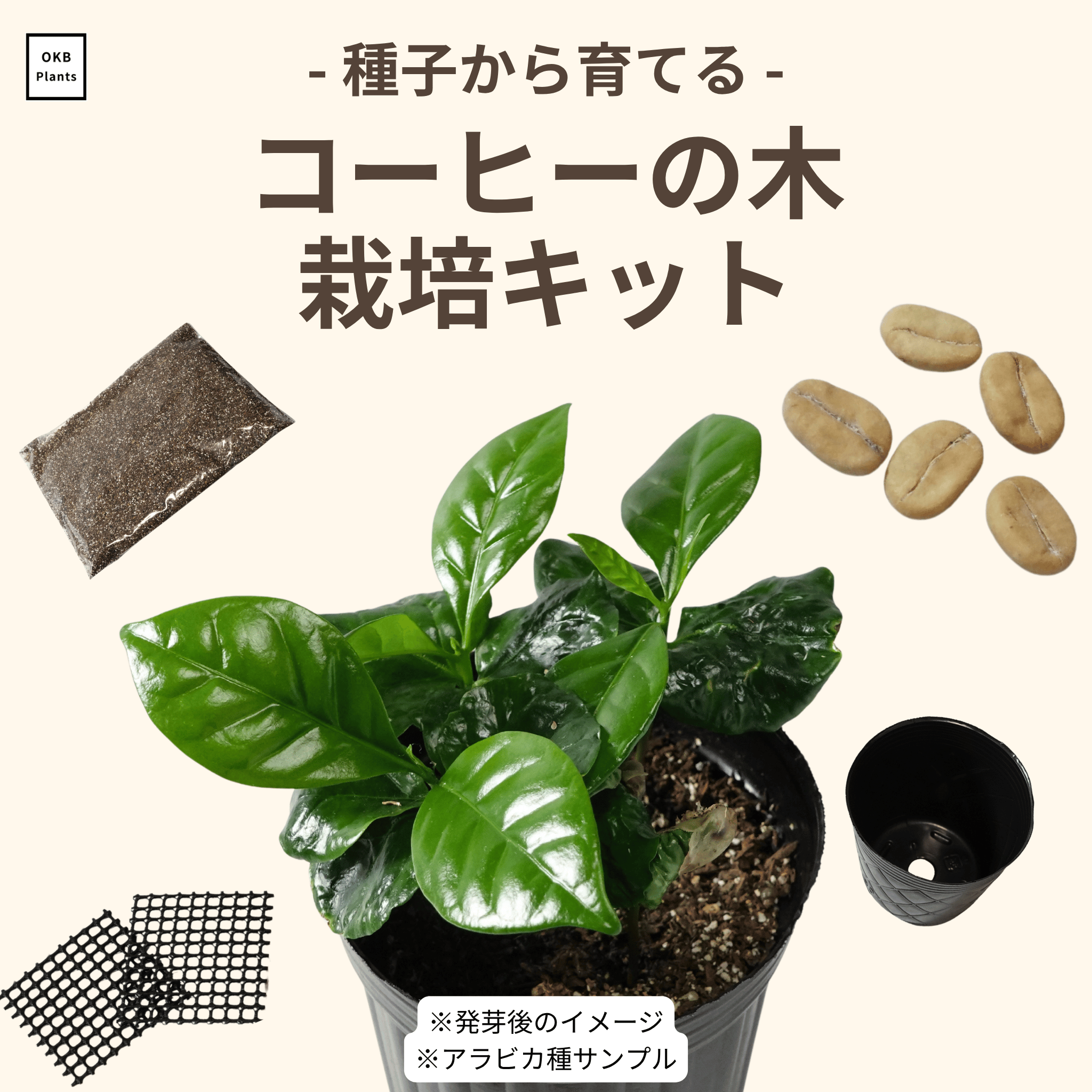 アラビカ種 – OKB Plants アラビカ種 – OKB Plants