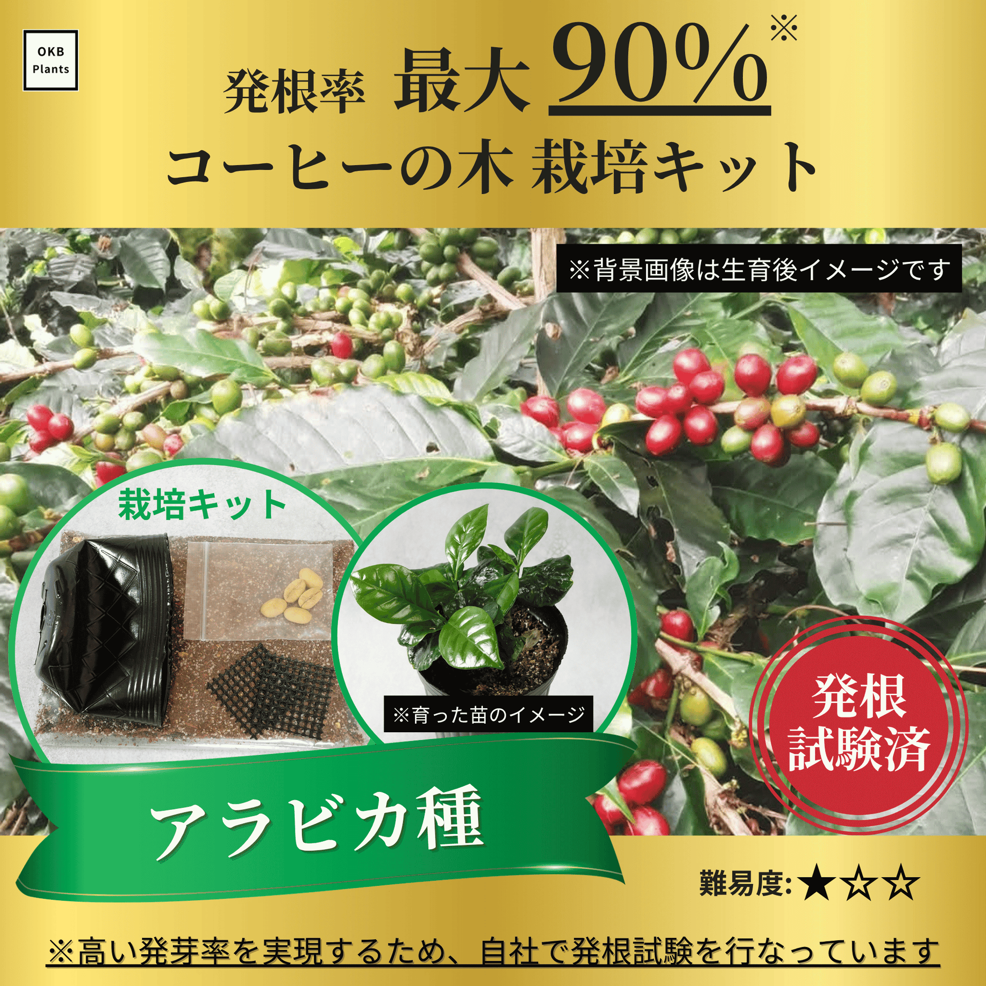 最大発根率90% コーヒーの木栽培キット (種子, ポット, 底網, 土 最大発根率90% コーヒーの木栽培キット (種子, ポット, 底網, 土