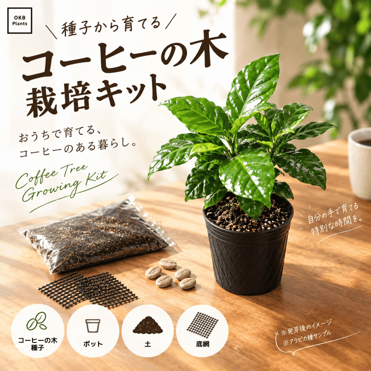 最大発根率90% コーヒーの木栽培キット (種子, ポット, 底網, 土 最大発根率90% コーヒーの木栽培キット (種子, ポット, 底網, 土