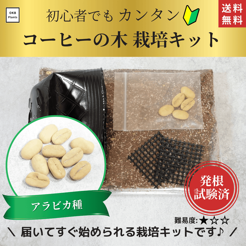 アラビカ種コーヒーの木栽培キット