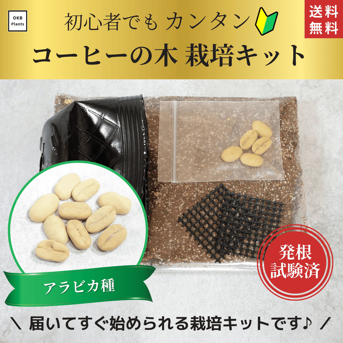 アラビカ種コーヒーの木栽培キット