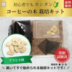 アラビカ種コーヒーの木栽培キット