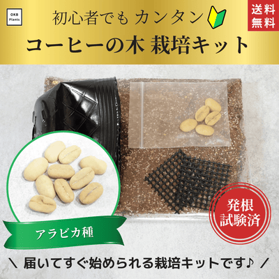 アラビカ種コーヒーの木栽培キット (種子, ポット, 鉢底網, 土入り)