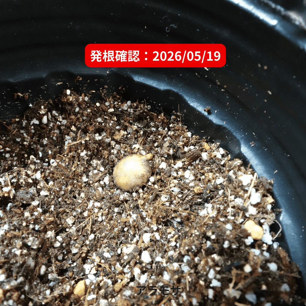 アラモサ(Aramosa)の発根確認