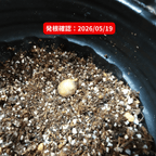 アラモサ(Aramosa)の発根確認