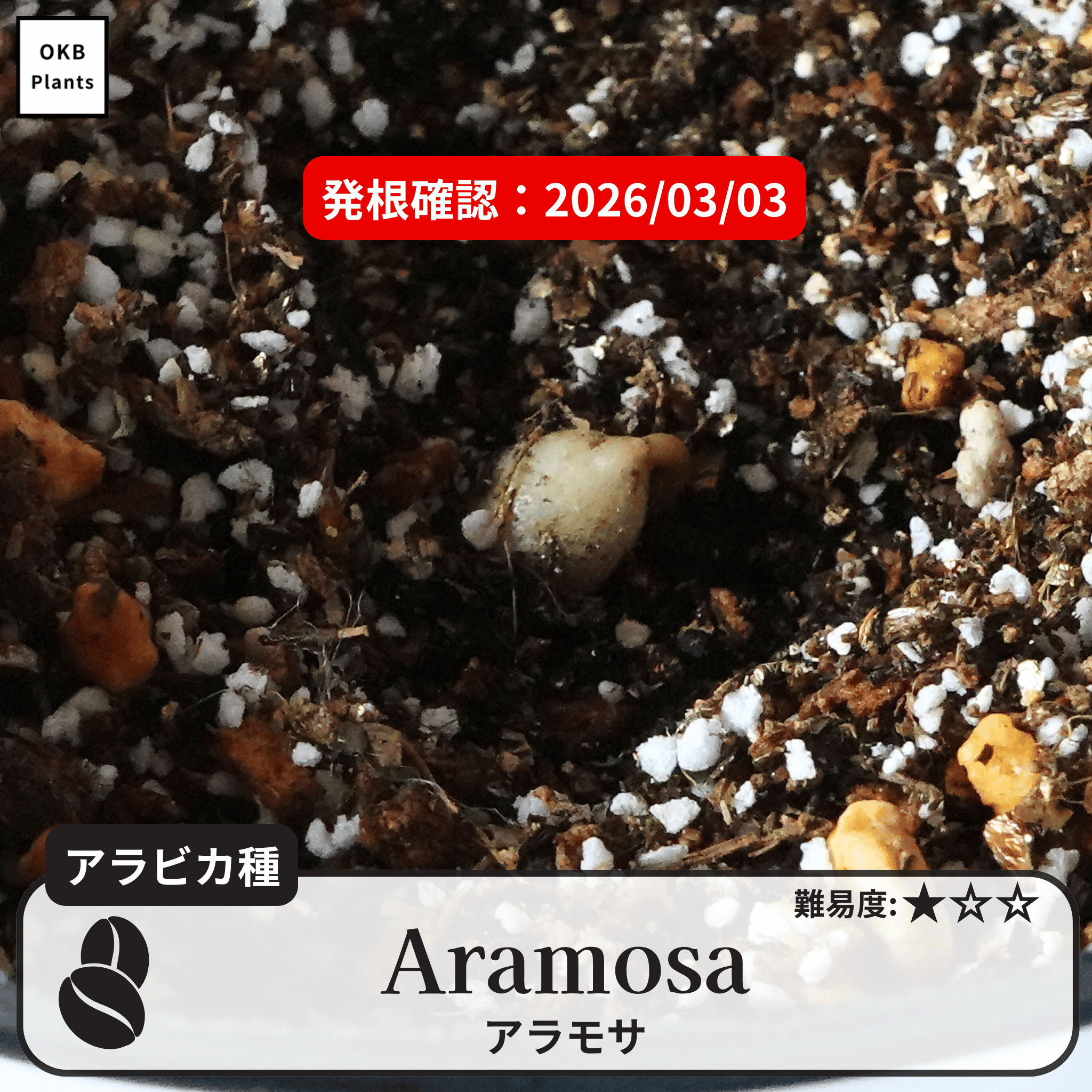 アラモサ(Aramosa)の発根確認