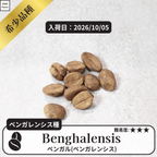 ベンガル コーヒーの木の種子 10粒