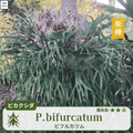 ビカクシダビフルカツム(P.bifurcatum)の胞子