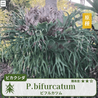 ビカクシダビフルカツム(P.bifurcatum)の胞子