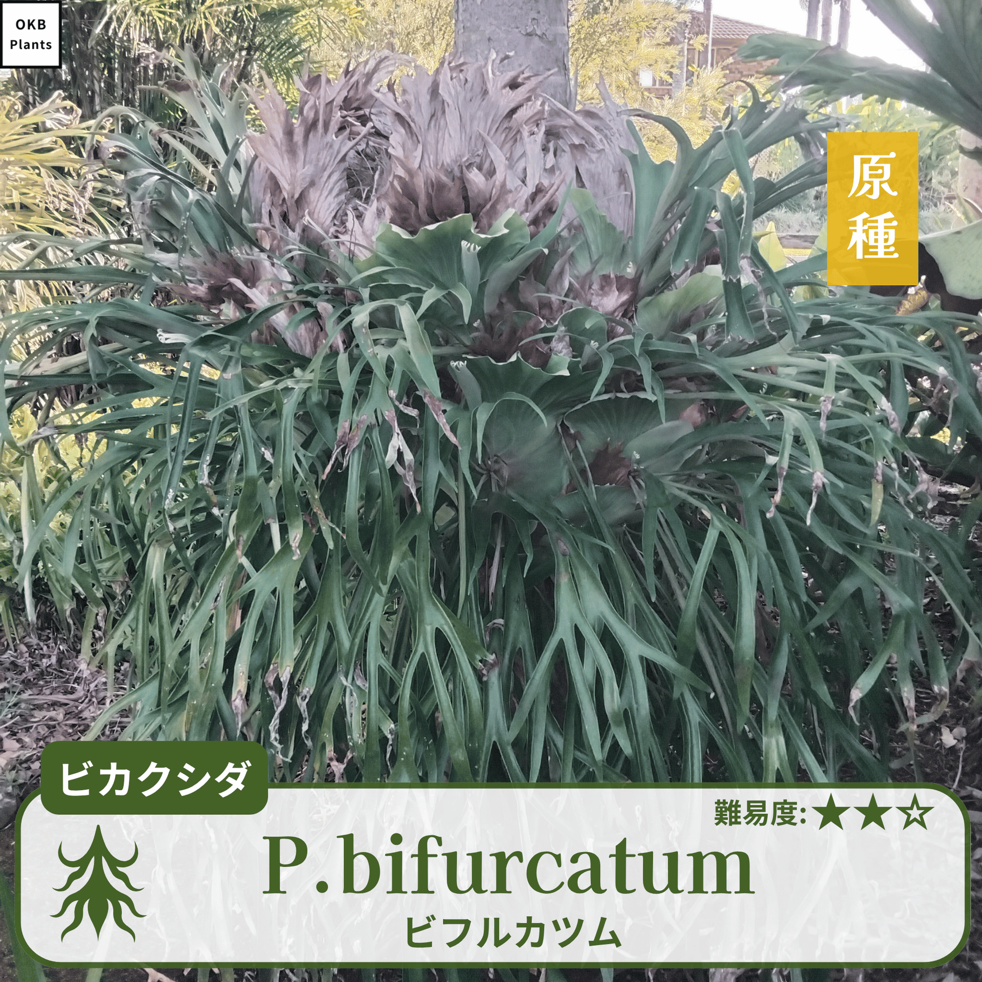 発芽確認済】ビカクシダ ビフルカツムの胞子 (Platycerium bifurcatum