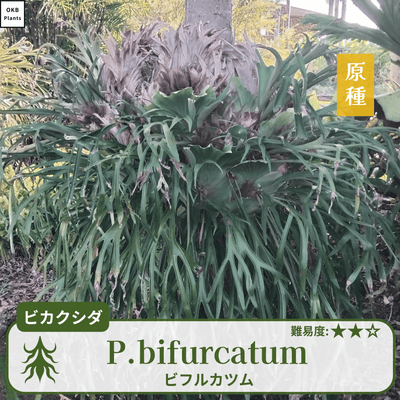 ビフルカツム ビカクシダの胞子  0.25ml
