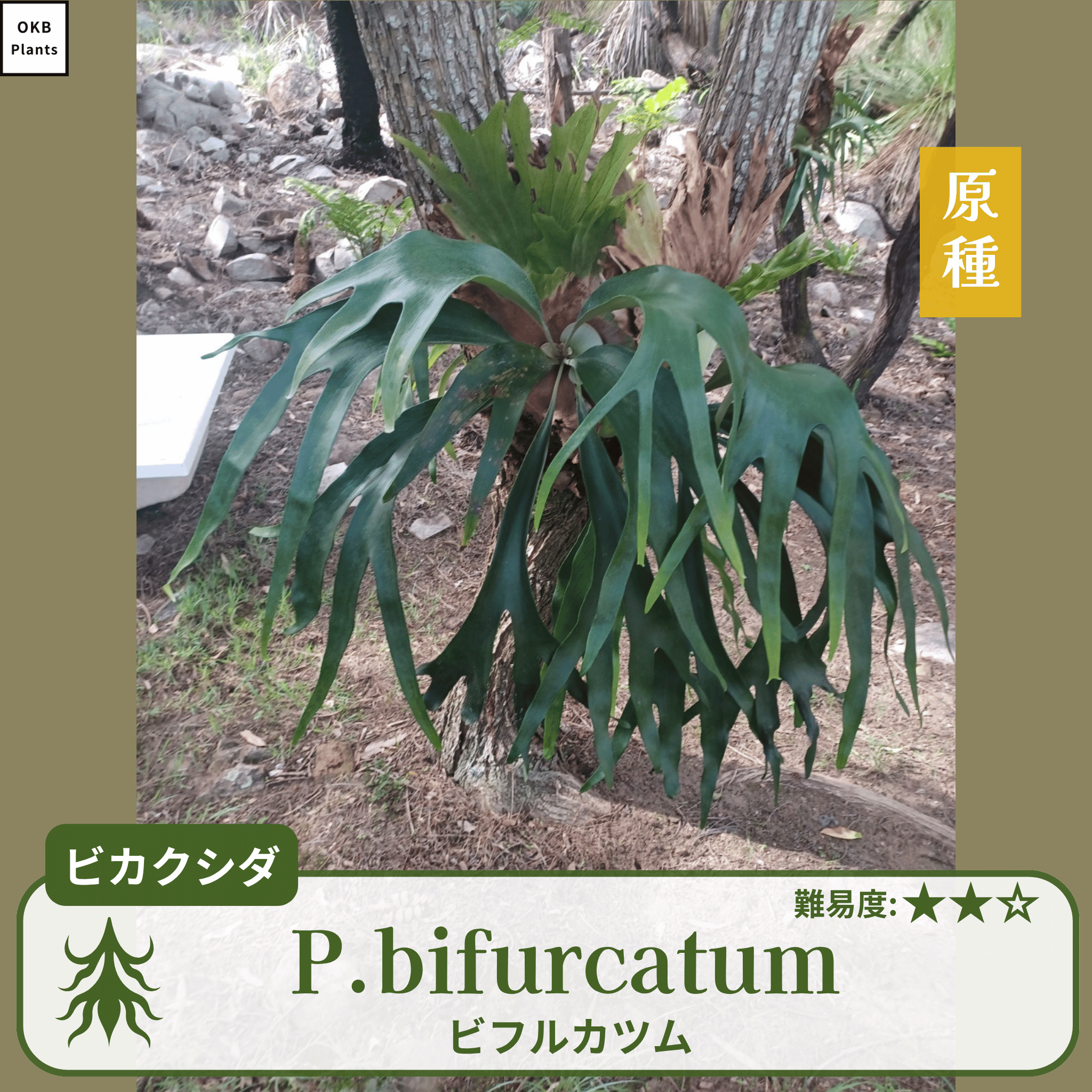 ビカクシダ platycerium bifurcatum 'Devil Jone' sporeling