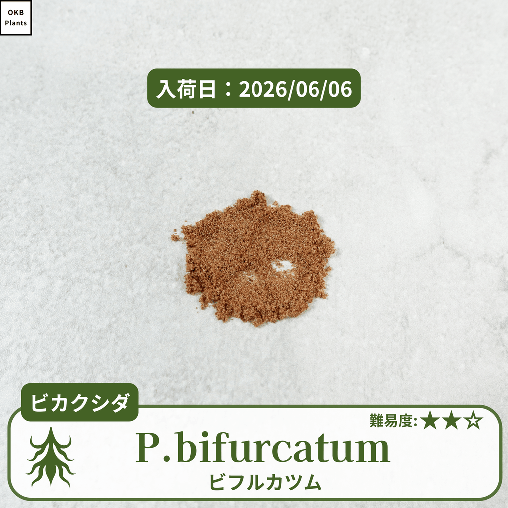ビカクシダビフルカツム(P.bifurcatum)の胞子